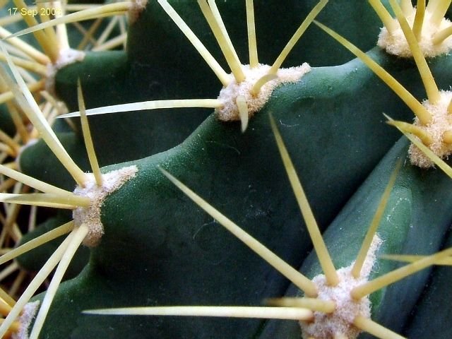 Ferocactus _glaucescens _14